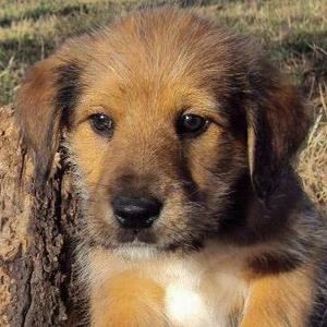 Meet your Posher, Bobbie